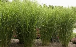Porcupine Zebra Grass (Miscanthus Sinensis 'Strictus') - 3 Gallon Pot -Garden Plant Store Miscanthus Porcupine Grass 8