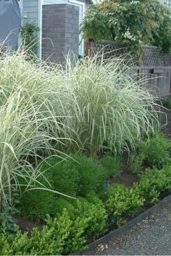 Variegated Maiden Grass - Miscanthus Sinensis 'Variegatus' - 1 Gallon Pot 9 Variegated Maiden Grass - Miscanthus Sinensis 'Variegatus' - 1 Gallon Pot -Garden Plant Store Miscanthus Variegated 3 2