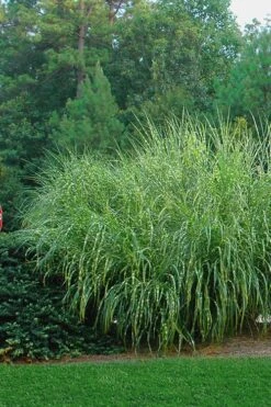Zebra Grass - Miscanthus Sinensis 'Zebrinus' - 1 Gallon Pot -Garden Plant Store Miscanthus Zebra Grass 14 1