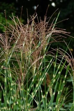Zebra Grass - Miscanthus Sinensis 'Zebrinus' - 3 Gallon Pot -Garden Plant Store Miscanthus Zebra Grass 15