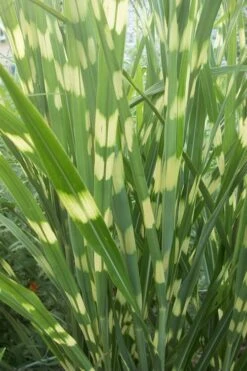 Zebra Grass - Miscanthus Sinensis 'Zebrinus' - 3 Gallon Pot -Garden Plant Store Miscanthus Zebra Grass 500x750 1