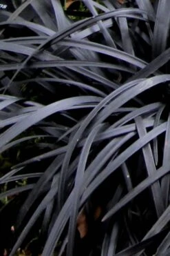 Black Mondo Grass - Ophiopogon Planiscapus 'Nigrescens' - 6 Pack Of 1 Gallon Pots 13 Black Mondo Grass - Ophiopogon Planiscapus 'Nigrescens' - 6 Pack Of 1 Gallon Pots -Garden Plant Store Mondo Grass Black 10