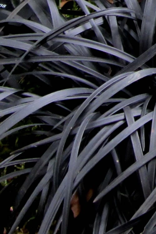 Black Mondo Grass - Ophiopogon Planiscapus 'Nigrescens' - 6 Pack Of 1 Gallon Pots 7 Black Mondo Grass - Ophiopogon Planiscapus 'Nigrescens' - 6 Pack Of 1 Gallon Pots - Image 7