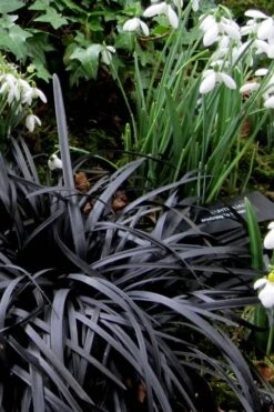 Black Mondo Grass - Ophiopogon Planiscapus 'Nigrescens' - 6 Pack Of 1 Gallon Pots 12 Black Mondo Grass - Ophiopogon Planiscapus 'Nigrescens' - 6 Pack Of 1 Gallon Pots -Garden Plant Store Mondo Grass Black 11