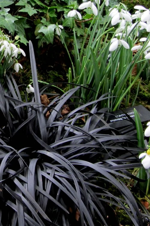Black Mondo Grass - Ophiopogon Planiscapus 'Nigrescens' - 6 Pack Of 1 Gallon Pots 6 Black Mondo Grass - Ophiopogon Planiscapus 'Nigrescens' - 6 Pack Of 1 Gallon Pots - Image 6