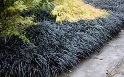 Black Mondo Grass - Ophiopogon Planiscapus 'Nigrescens' - 6 Pack Of 1 Gallon Pots 11 Black Mondo Grass - Ophiopogon Planiscapus 'Nigrescens' - 6 Pack Of 1 Gallon Pots -Garden Plant Store Mondo Grass Black 12
