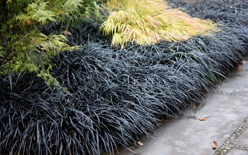 Black Mondo Grass - Ophiopogon Planiscapus 'Nigrescens' - 6 Pack Of 1 Gallon Pots 5 Black Mondo Grass - Ophiopogon Planiscapus 'Nigrescens' - 6 Pack Of 1 Gallon Pots - Image 5