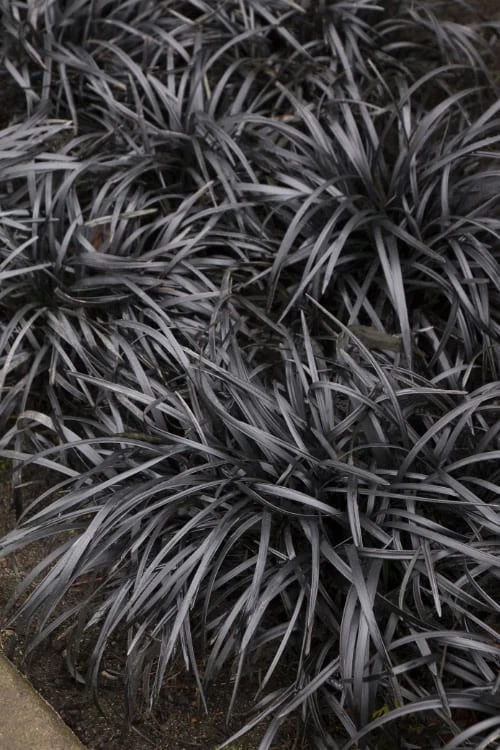 Black Mondo Grass - Ophiopogon Planiscapus 'Nigrescens' - 6 Pack Of 1 Gallon Pots 1 Black Mondo Grass - Ophiopogon Planiscapus 'Nigrescens' - 6 Pack Of 1 Gallon Pots