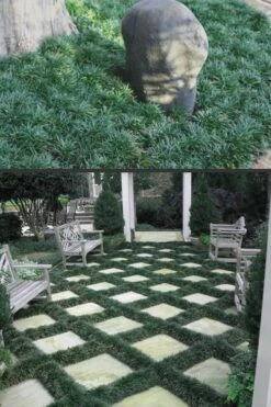 Dwarf Mondo Grass - 18 Count Flat Of Pint Pots -Garden Plant Store Mondo Grass Dwarf Rev 500x750 1