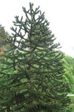 Monkey Puzzle Tree - Araucaria Auracana - 5 Gallon Pot -Garden Plant Store Monkey Puzzle Tree 2