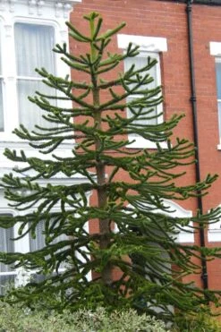Monkey Puzzle Tree - Araucaria Auracana - 5 Gallon Pot -Garden Plant Store Monkey Puzzle Tree 3