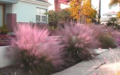 Pink Muhly Grass (Cotton Candy Grass) - 1 Gallon Pot (On Sale) -Garden Plant Store Muhly Grass Pink 112