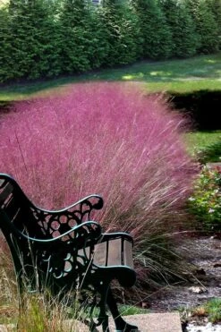 Pink Muhly Grass (Cotton Candy Grass) - 1 Gallon Pot (On Sale) -Garden Plant Store Muhly Grass Pink 200