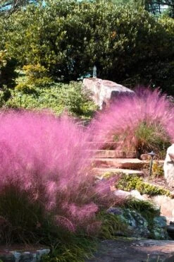 Pink Muhly Grass - Cotton Candy Grass - 3 Gallon Pot -Garden Plant Store Muhly Grass Pink 202 1