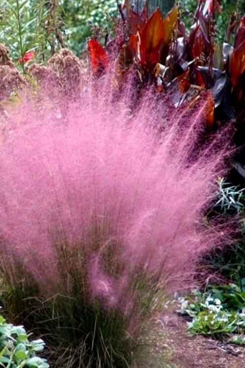 Pink Muhly Grass - Cotton Candy Grass - 1 Gallon Pot 1 Pink Muhly Grass - Cotton Candy Grass - 1 Gallon Pot