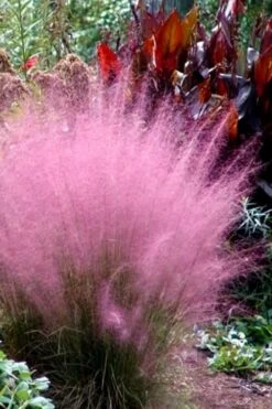 Pink Muhly Grass (Cotton Candy Grass) - 1 Gallon Pot (On Sale) -Garden Plant Store Muhly Grass Pink 204