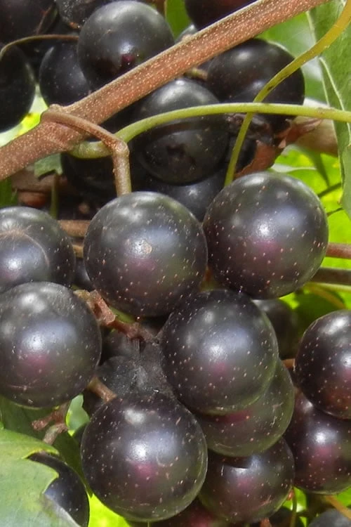 Lane Muscadine Grape Vine (Self Fertile) - 1 Gallon Pot 1 Lane Muscadine Grape Vine (Self Fertile) - 1 Gallon Pot