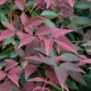 Flirt Dwarf Nandina - 6 Pack Of 1 Gallon Pots