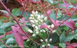 Flirt Dwarf Nandina - 6 Pack Of 1 Gallon Pots -Garden Plant Store Nandina Flirt 12