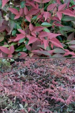 Flirt Dwarf Nandina - 6 Pack Of 1 Gallon Pots -Garden Plant Store Nandina Flirt 500x750 1