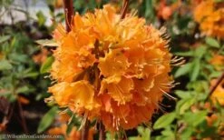 Dons Variegated Native Azalea - Rhododendron - 3 Gallon Pot -Garden Plant Store Native Azalea Dons Variegated 10