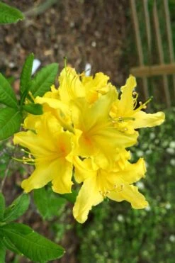 Lemonade Aromi Azalea (Rhododendron Hybrid) - 1 Gallon Pot -Garden Plant Store Native Azalea Lemonade 10