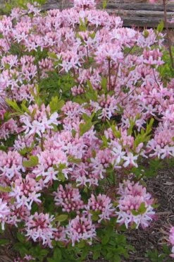 Pinxterbloom Azalea (Rhododendron Periclymenoides) - 3 Gallon Pot -Garden Plant Store Native Azalea Pinxterbloom 1