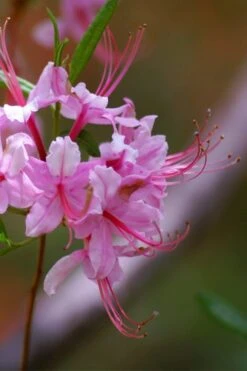Pinxterbloom Azalea (Rhododendron Periclymenoides) - 3 Gallon Pot -Garden Plant Store Native Azalea Pinxterbloom 10