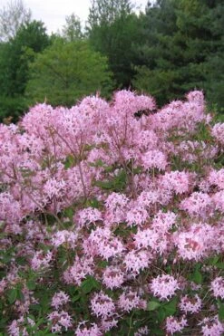 Pinxterbloom Azalea (Rhododendron Periclymenoides) - 3 Gallon Pot -Garden Plant Store Native Azalea Pinxterbloom 3