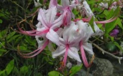 Pinxterbloom Azalea (Rhododendron Periclymenoides) - 3 Gallon Pot -Garden Plant Store Native Azalea Pinxterbloom 5