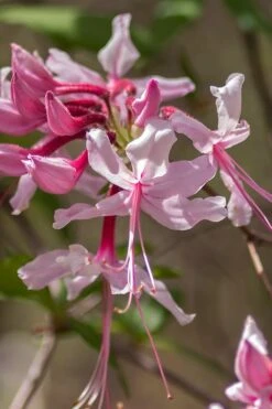 Pinxterbloom Azalea (Rhododendron Periclymenoides) - 3 Gallon Pot -Garden Plant Store Native Azalea Pinxterbloom 9