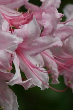 Spring Sensation Aromi Azalea (Rhododendron Hybrid) - 1 Gallon Pot -Garden Plant Store Native Azalea Spring Sensation 2