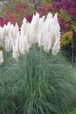 White Pampas Grass - 3 Gallon Pot -Garden Plant Store Pampas Grass White 11