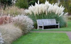 White Pampas Grass - 3 Gallon Pot -Garden Plant Store Pampas Grass White 6