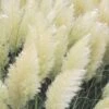 White Pampas Grass - 1 Gallon Pot