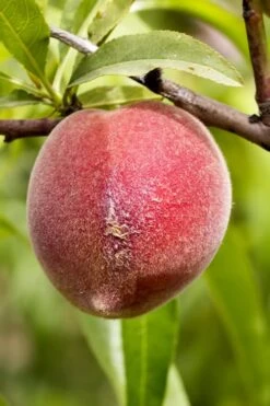 Bonanza Dwarf Patio Peach Tree - 5 Gallon 12 Bonanza Dwarf Patio Peach Tree - 5 Gallon -Garden Plant Store Peach Bonanza 1