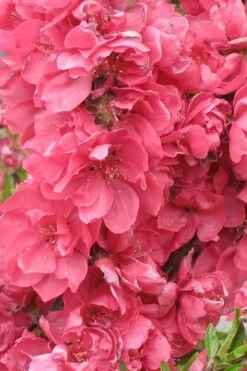 Bonanza Dwarf Patio Peach Tree - 5 Gallon 11 Bonanza Dwarf Patio Peach Tree - 5 Gallon -Garden Plant Store Peach Bonanza 3