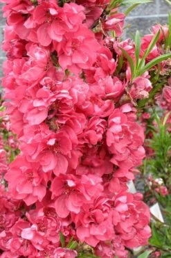 Bonanza Dwarf Patio Peach Tree - 5 Gallon 14 Bonanza Dwarf Patio Peach Tree - 5 Gallon -Garden Plant Store Peach Bonanza 4