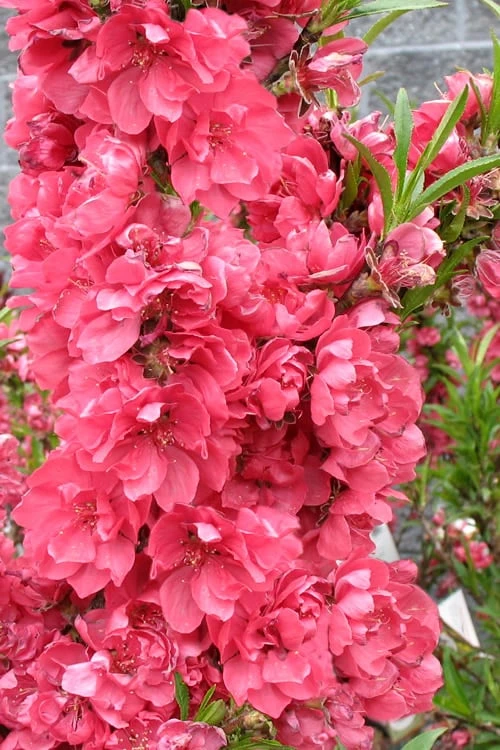 Bonanza Dwarf Patio Peach Tree - 5 Gallon 7 Bonanza Dwarf Patio Peach Tree - 5 Gallon - Image 7