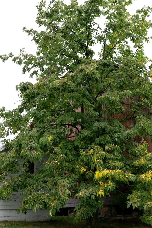 American Persimmon Tree - Diospyros Virginiana - 3 Gallon Pot 6 American Persimmon Tree - Diospyros Virginiana - 3 Gallon Pot - Image 6