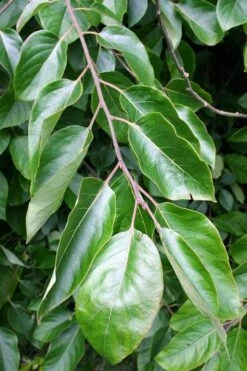 American Persimmon Tree - Diospyros Virginiana - 3 Gallon Pot 11 American Persimmon Tree - Diospyros Virginiana - 3 Gallon Pot -Garden Plant Store Persimmon American 3