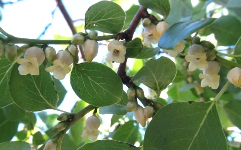 American Persimmon Tree - Diospyros Virginiana - 3 Gallon Pot 7 American Persimmon Tree - Diospyros Virginiana - 3 Gallon Pot - Image 7