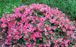 Chinzan Dwarf Azalea - 3 Gallon Pot -Garden Plant Store Picture Azalea Chinzan 2