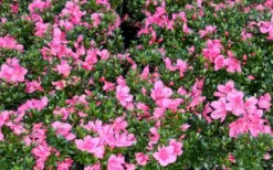 Chinzan Dwarf Azalea - 3 Gallon Pot -Garden Plant Store Picture Azalea Chinzan