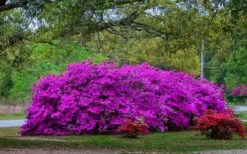 Formosa Southern Indica Azalea - 3 Gallon Pot -Garden Plant Store Picture Azlea Formosa Shrub 5