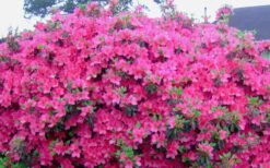 Judge Solomon Southern Indica Azalea - 1 Gallon Pot -Garden Plant Store Picture Azlea Judge Solomon Flowers