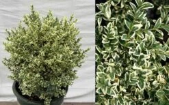 Dwarf Variegated Boxwood - 6 Pack Of 1 Gallon Pots 10 Dwarf Variegated Boxwood - 6 Pack Of 1 Gallon Pots -Garden Plant Store Picture Boxwood Dwarf Variegated