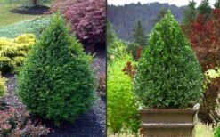 Green Mountain Boxwood - 6 Pack Of 2.5 Quart Pots -Garden Plant Store Picture Boxwood Green Mountain 2