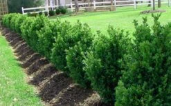 Green Mountain Boxwood - 6 Pack Of 2.5 Quart Pots -Garden Plant Store Picture Boxwood Green Mountain Hedge