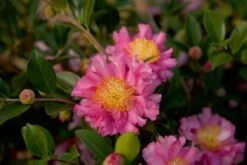 October Magic Carpet Dwarf Camellia - 3 Gallon Pot -Garden Plant Store Picture Camellia Sasanqua October Magic Carpet 1